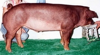�����(Duroc)