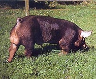 �����(Duroc)