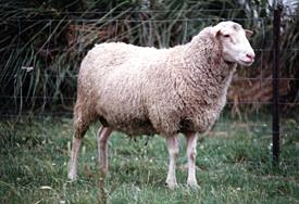 ���������� �������(Finnish Landrace-Finnsheep)