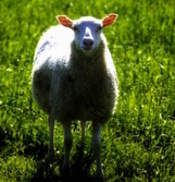 ���������� �������(Finnish Landrace-Finnsheep)