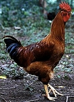 �� �������(New Hampshire hen)