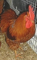 �� �������(New Hampshire hen)