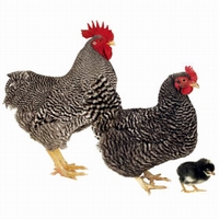 ���������(Plymouth Rock hen)