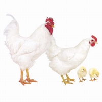 ���������(Plymouth Rock hen)