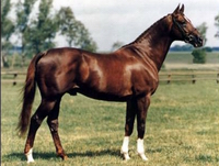 �����-������� ���(Anglo-arab)
