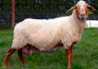 �����(Awassi sheep)