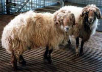 �����(Awassi sheep)