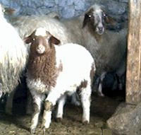�����(Awassi sheep)