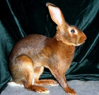 ��������� ����(Belgian Hare)