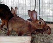 ��������� ����(Belgian Hare)