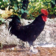 �������� ����� �������(Shumen Black hen)