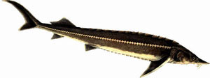 ����(Acipenser ruthenus) 