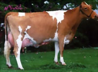 ��������(Guernsey)