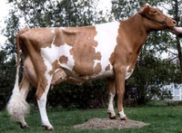 ��������(Guernsey)
