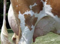 ��������(Guernsey)