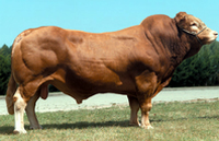 �������(Limousin)