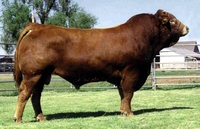 �������(Limousin)