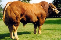 �������(Limousin)
