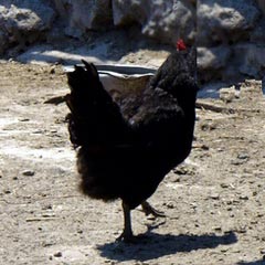 �������� ����� �������(Shumen Black hen)