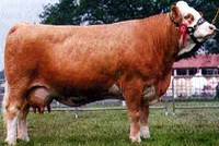 ��������(Simmental)