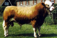 ��������(Simmental)