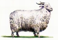 �������� ����������(Soviet yield of wool)