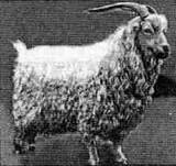 �������� ����������(Soviet yield of wool)