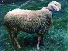 �������������(Stara Zagora sheep)