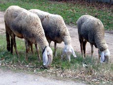 �������������(Stara Zagora sheep)